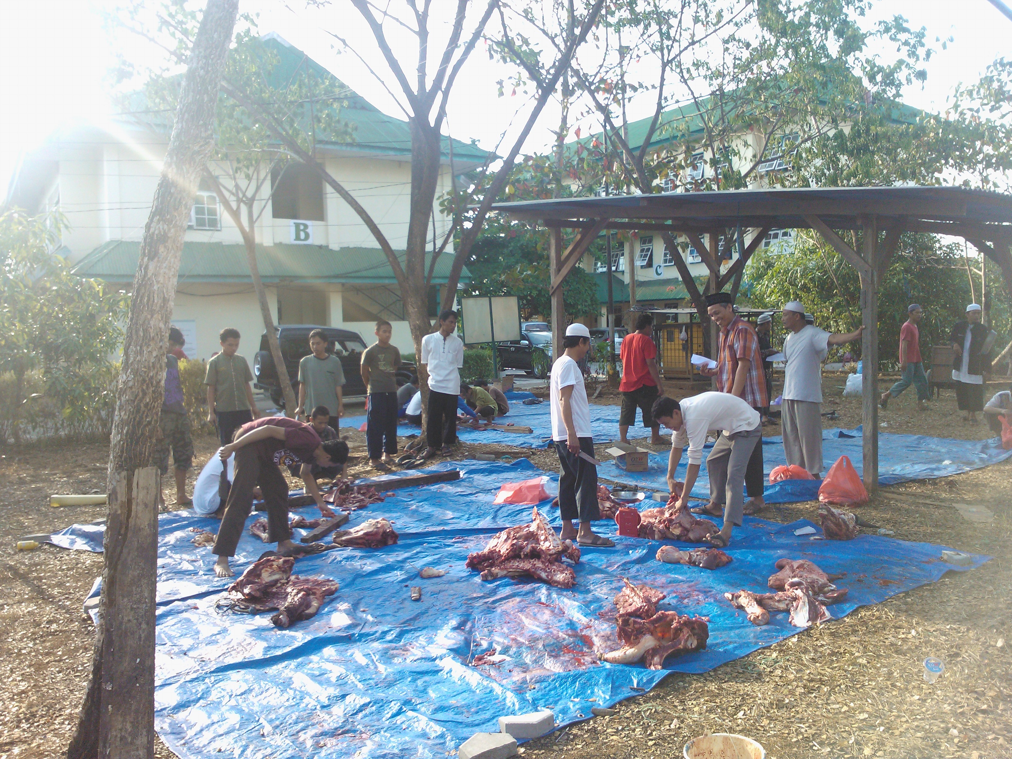 STIBA Qurban 10 Ekor Sapi