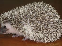 Belajar Hikmah dari Sekumpulan Landak