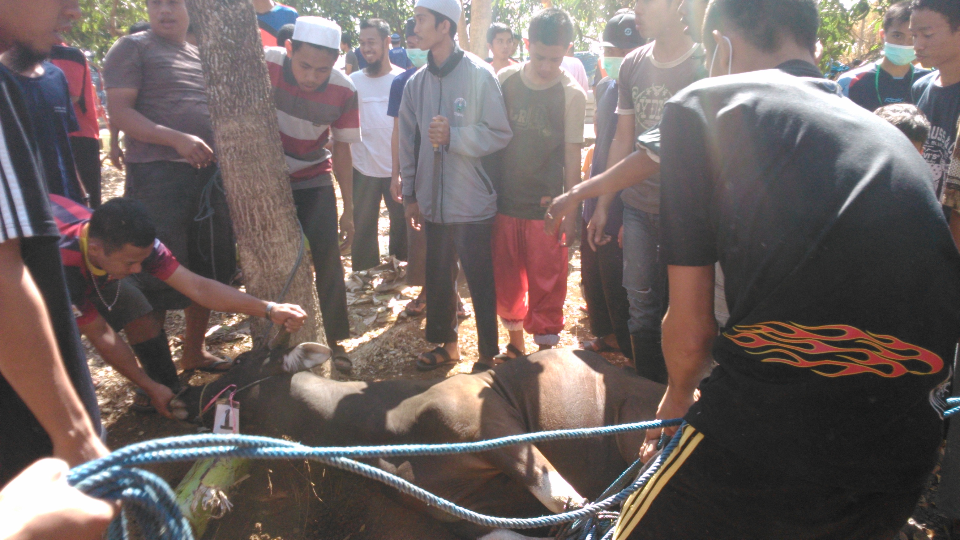 STIBA KURBAN 18 SAPI 23 KAMBING