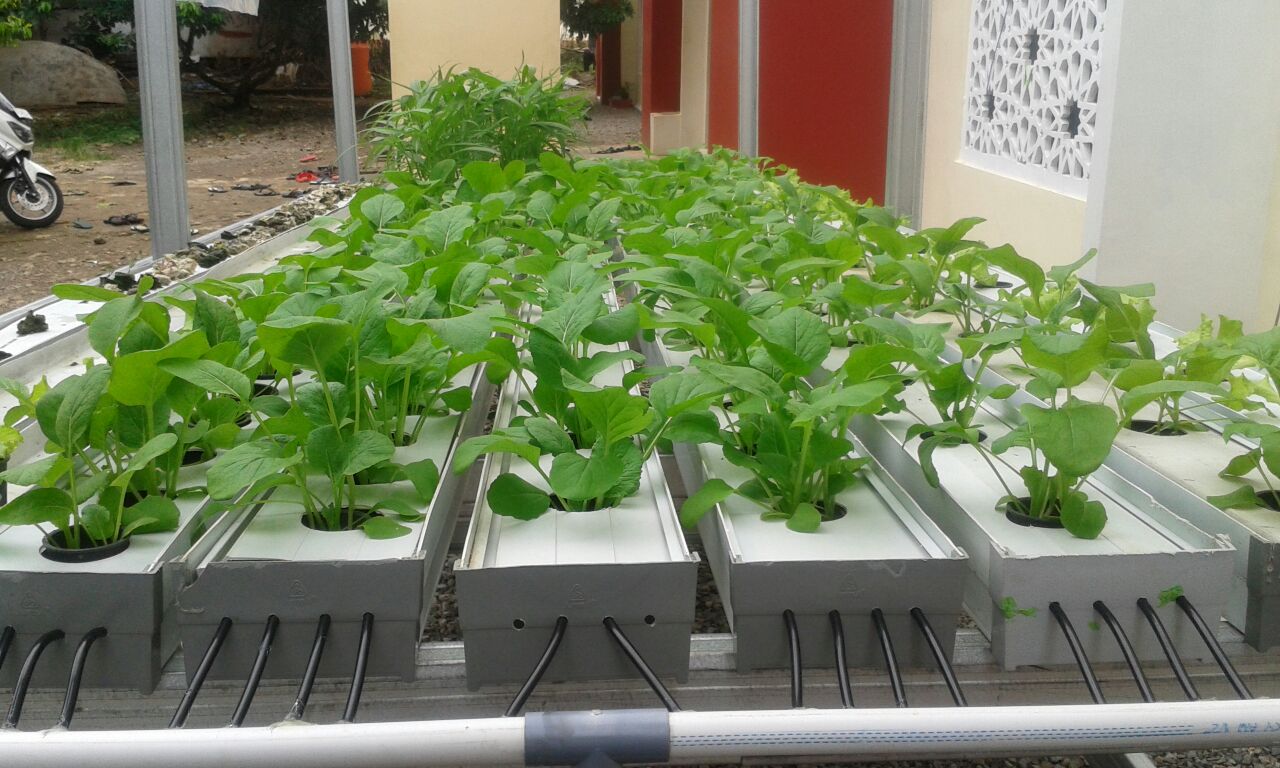 STIBA Makassar Uji Coba Budidaya Tanaman Hidroponik