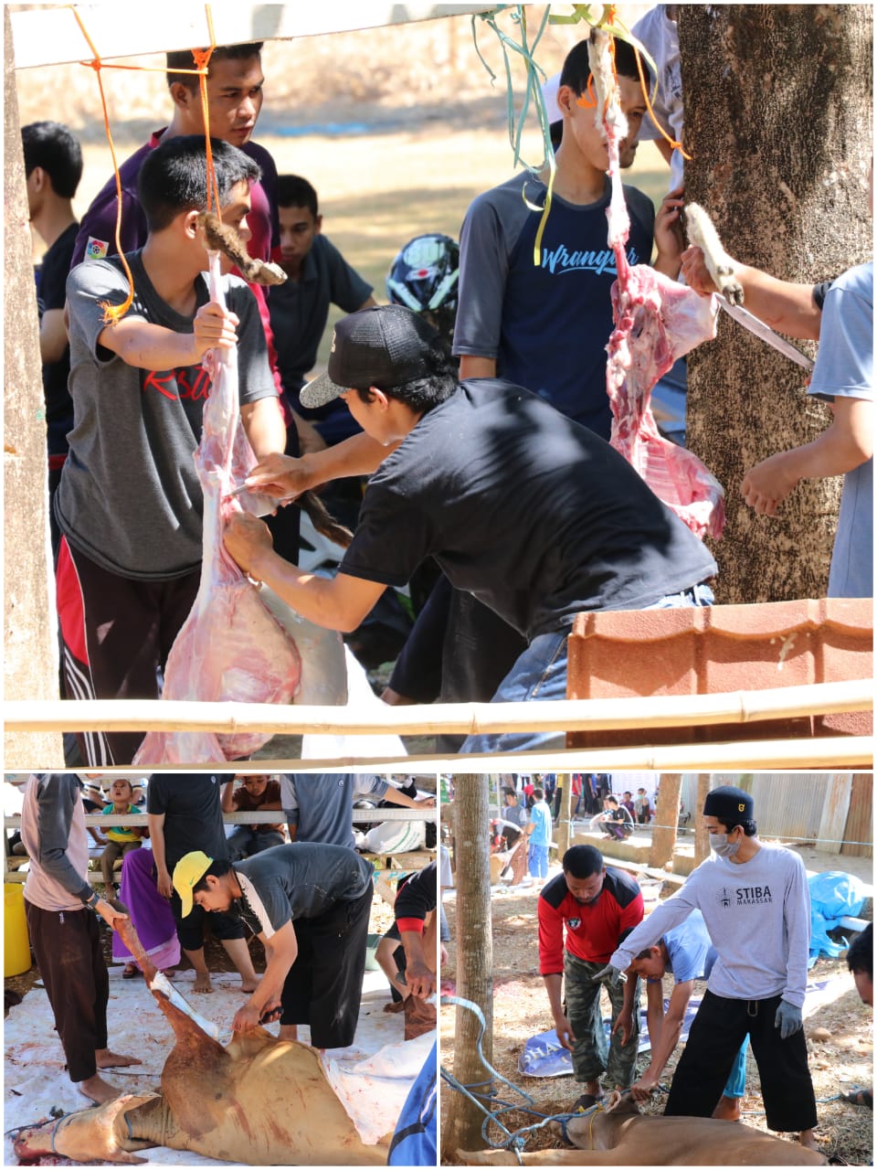 Idul Adha 1439 H, STIBA Kurban 18 Sapi dan 35 Kambing