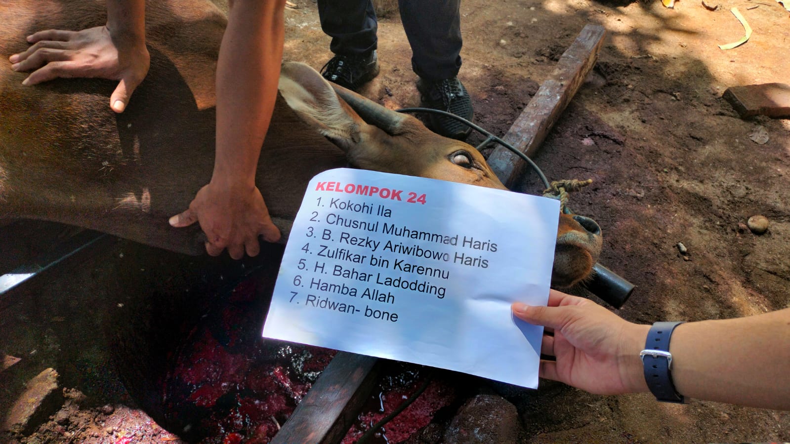 STIBA Sembelih 24 Sapi dan 52 Kambing, Ini Kata Peserta Kurban