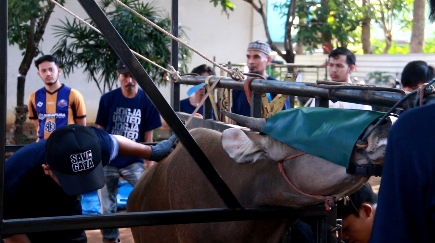 STIBA Makassar Slaughters 31 Cows and 17 Goats, Demonstrating Care and Sharing Spirit on Eid